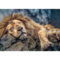 1000 Piece Jigsaw Puzzles, Sleeping Lion, Wild Animal Puzzle, Big Cats Puzzle, Adult Puzzles, Trefl 10447
